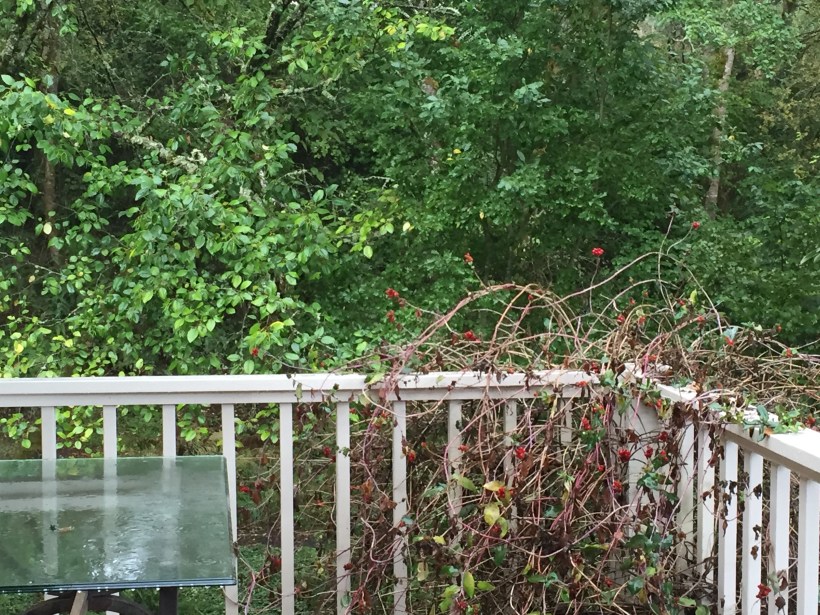 2016-09-18 16.27.52.jpg